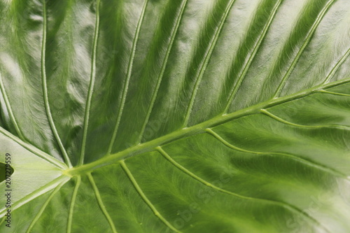 クワズイモの葉 / A leaf of Alocasia odora photo