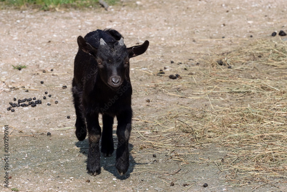 Black goat (Capra aegagrus hircus). Cameroon goat. Black goat (Capra aegagrus hircus). Cameroon goat.