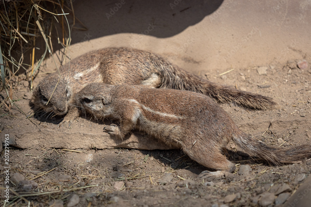 Fototapeta premium Two sguirel in sand (Xerus inauris)