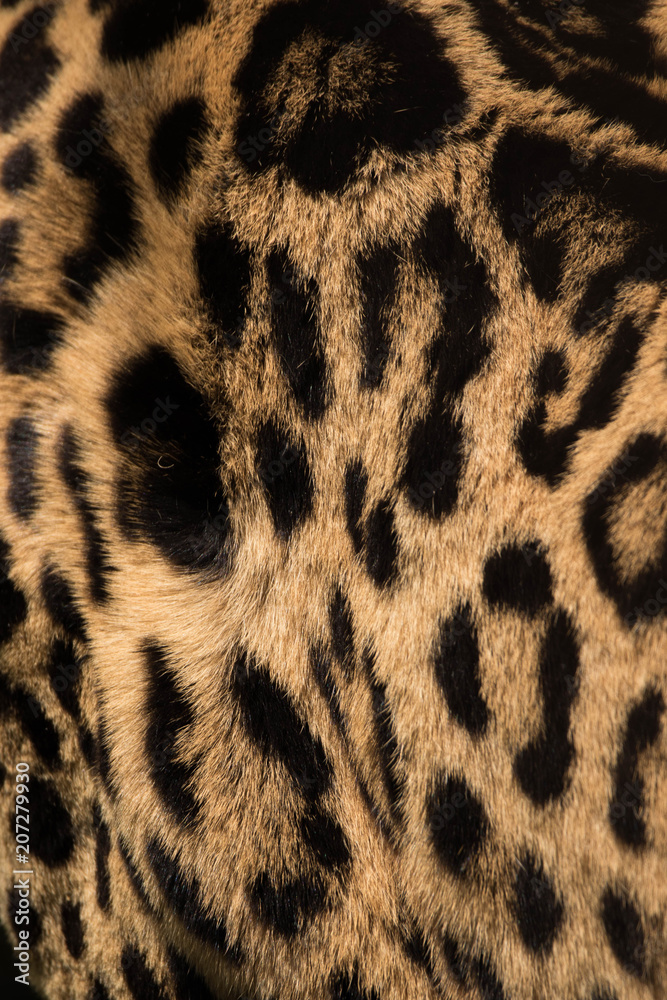 piel jaguar piel jaguar