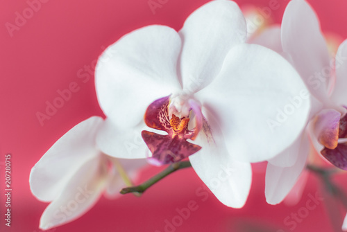 Close-up of White Orchid Flowers.