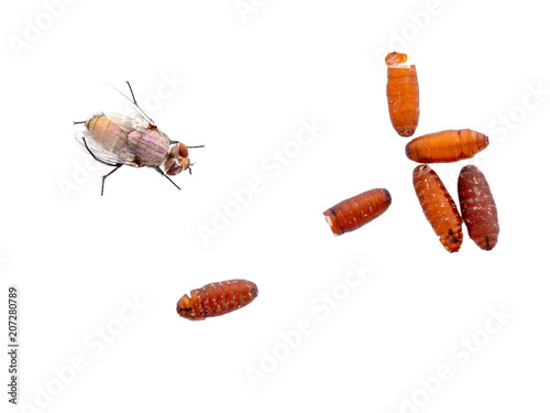 Brown fly pupae, discarded shells and emerged fly. Isolated on white.