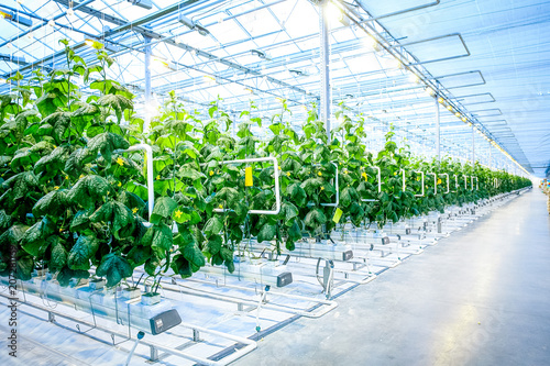 Fototapeta Green crop in modern greenhouse