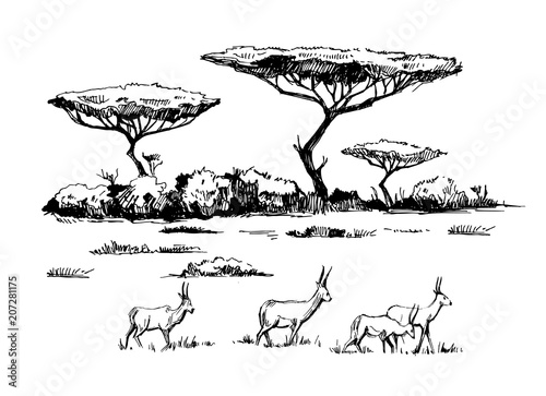 African savanna with antilopes photo