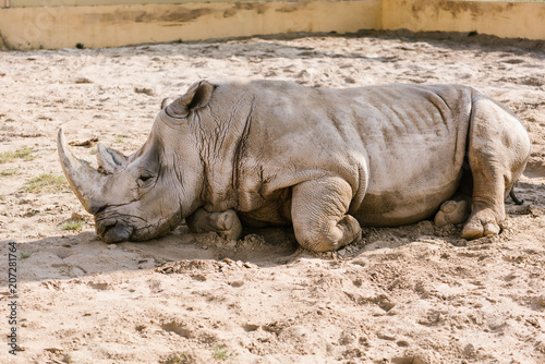 closeup view of white rhino laying on sand at zoo