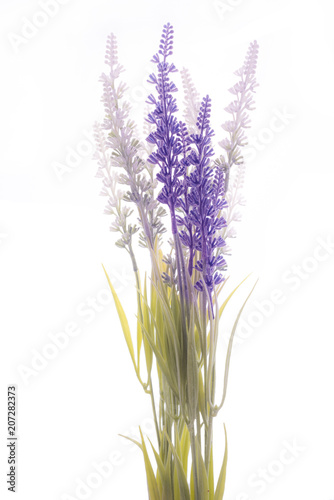 Fototapeta Naklejka Na Ścianę i Meble -  fake lavender on isolated

