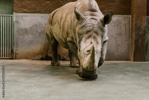 front view of endangered white rhino at zoo