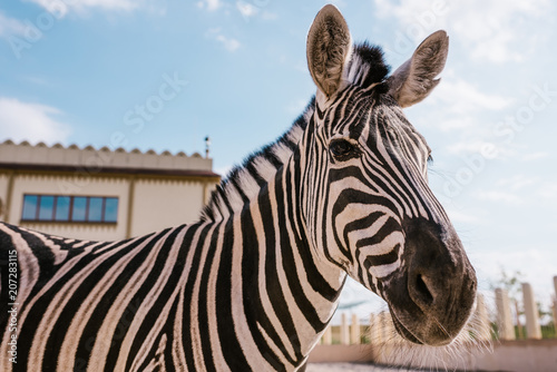  close up view of zebra grazing in corral at zoo