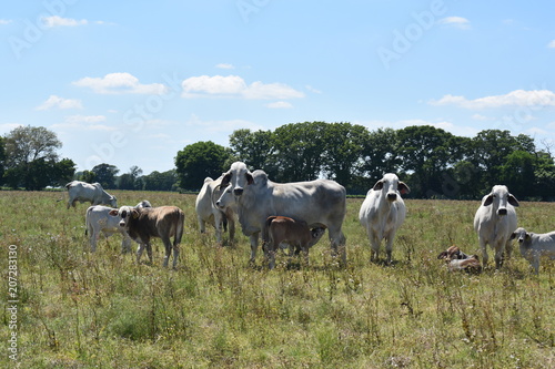 Fototapeta Naklejka Na Ścianę i Meble -  herd of cows in an open pasture