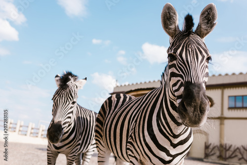 closeup shot of two zebras grazing in corral at zoo