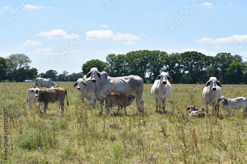 herd of cows in an open pasture