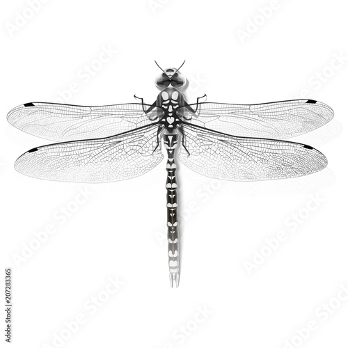 Black dragonfly