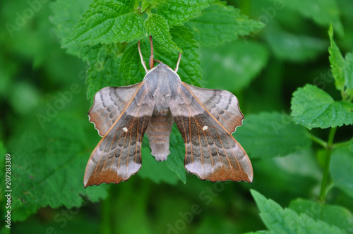Poplar Hawk-moth photo