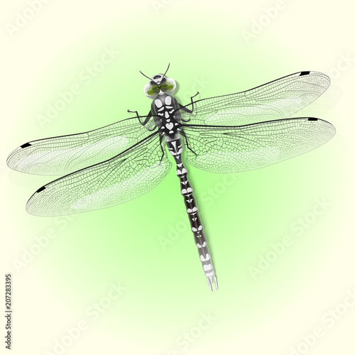 Dragonfly. Vector Abstract Concept.