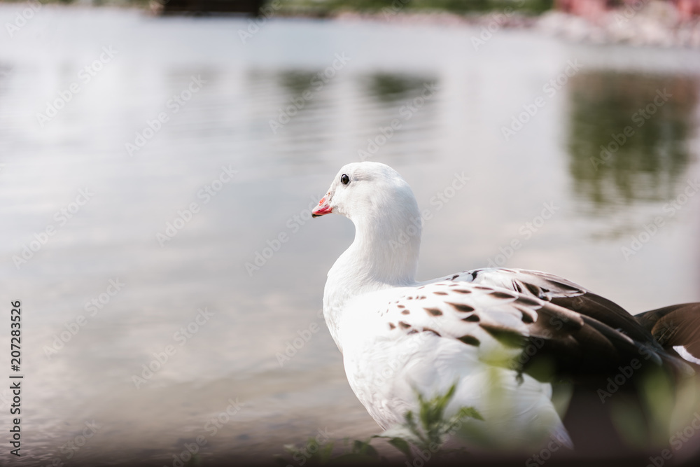 close up view of andean goose sitting near water surface at zoo close up view of andean goose sitting near water surface at zoo