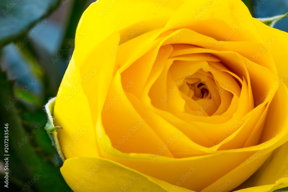 Gelbe Rose Gelbe Rose