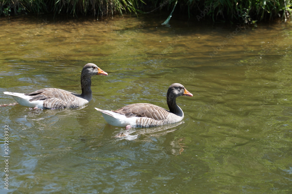 Fototapeta premium Gänsepaar