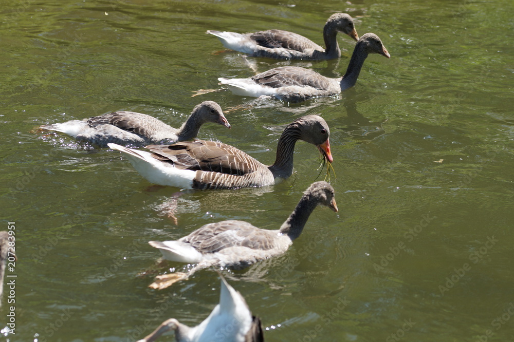 Obraz premium Mutter mit Küken