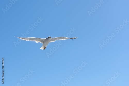 Gulls fly above a pleasure boat © Ахтем