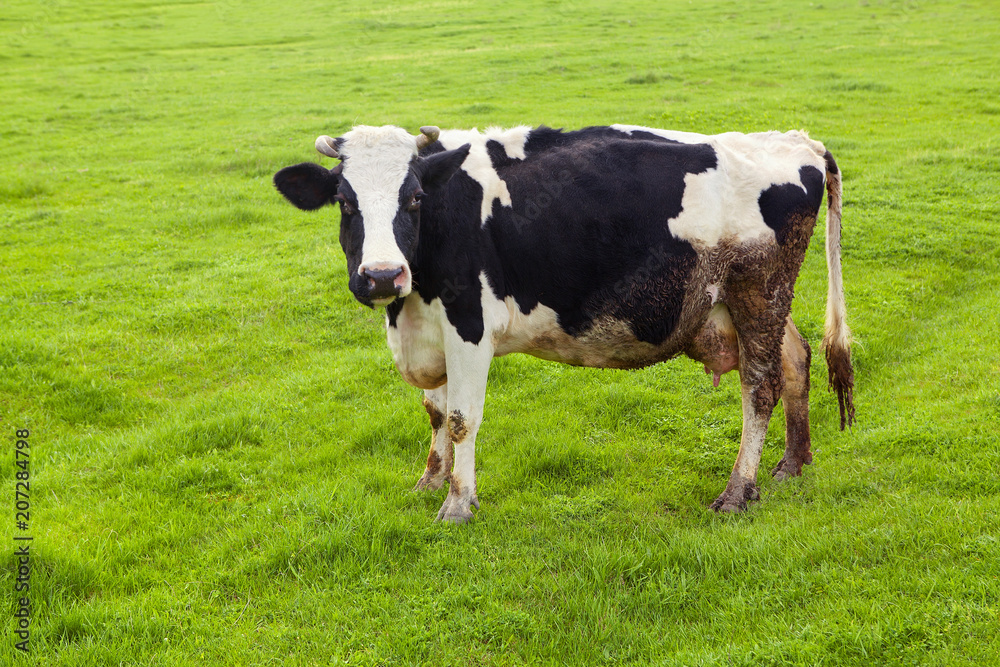 Dairy cow grazing on the green meadow 