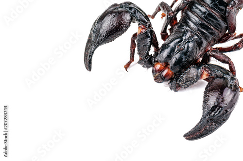 black fried scorpion on white