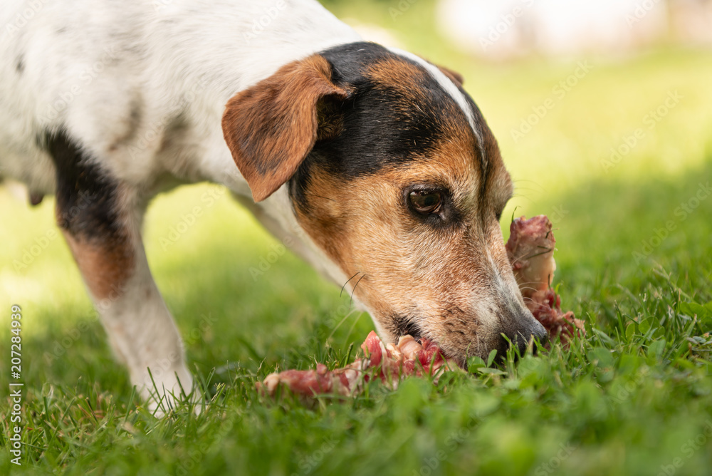 little cute dog eats a bone with meat and chews - Jack Russell Terrier 11 years old