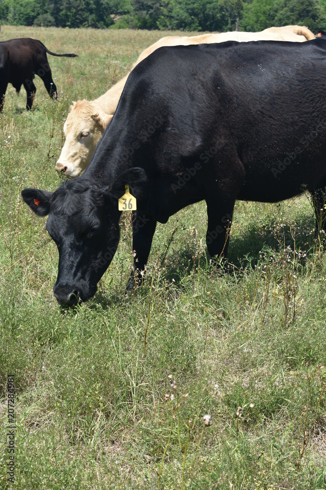 herd of cows in an open pasture herd of cows in an open pasture