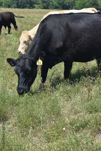 herd of cows in an open pasture