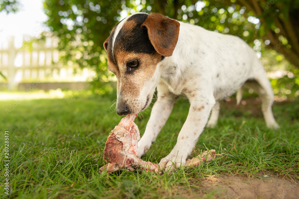little cute dog eats a bone with meat and chews - Jack Russell Terrier 11 years old little cute dog eats a bone with meat and chews - Jack Russell Terrier 11 years old