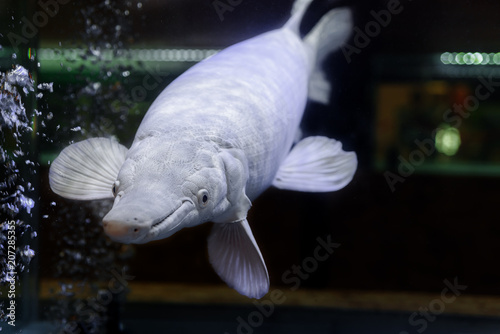 Albino Alligator Gar or Atractosteus spatula, Aligator Platinum fish – Lepisosteidae photo