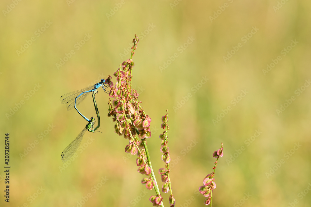 Paarungsrad der Hufeisen-Azurjungfern (Coenagrion puella) Paarungsrad der Hufeisen-Azurjungfern (Coenagrion puella)
