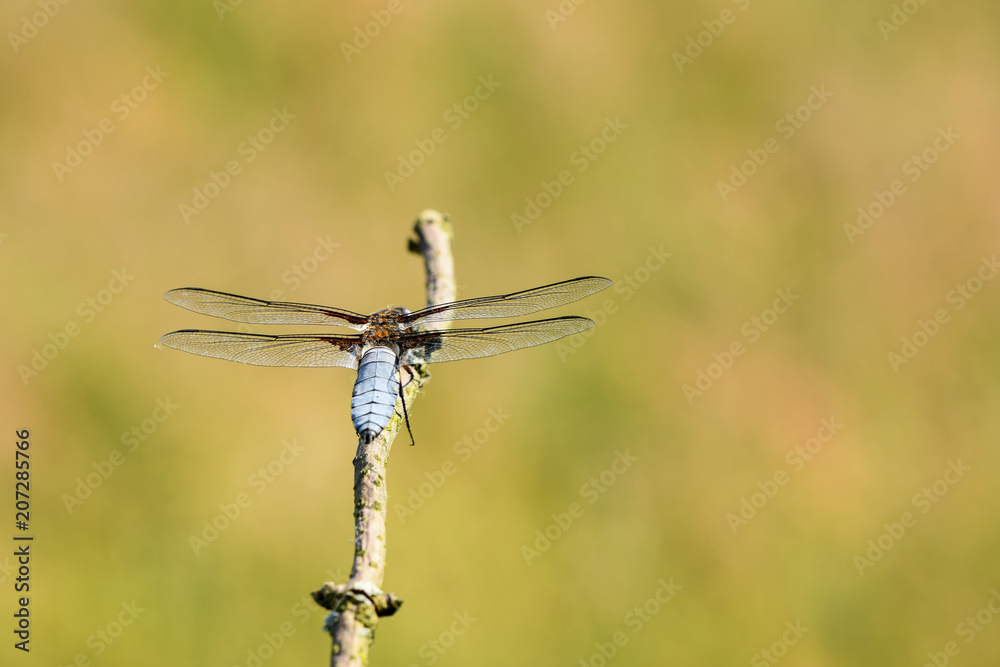 Plattbauch (Libellula depressa), Männchen Plattbauch (Libellula depressa), Männchen