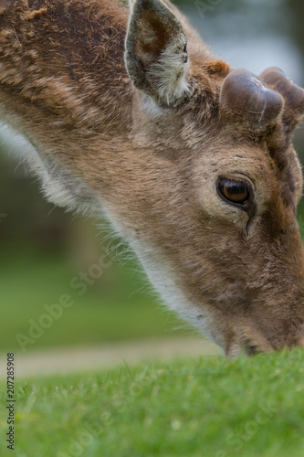 Fototapeta Naklejka Na Ścianę i Meble -  photo of a male fallow deer grazing  on grass with antlers just starting to show