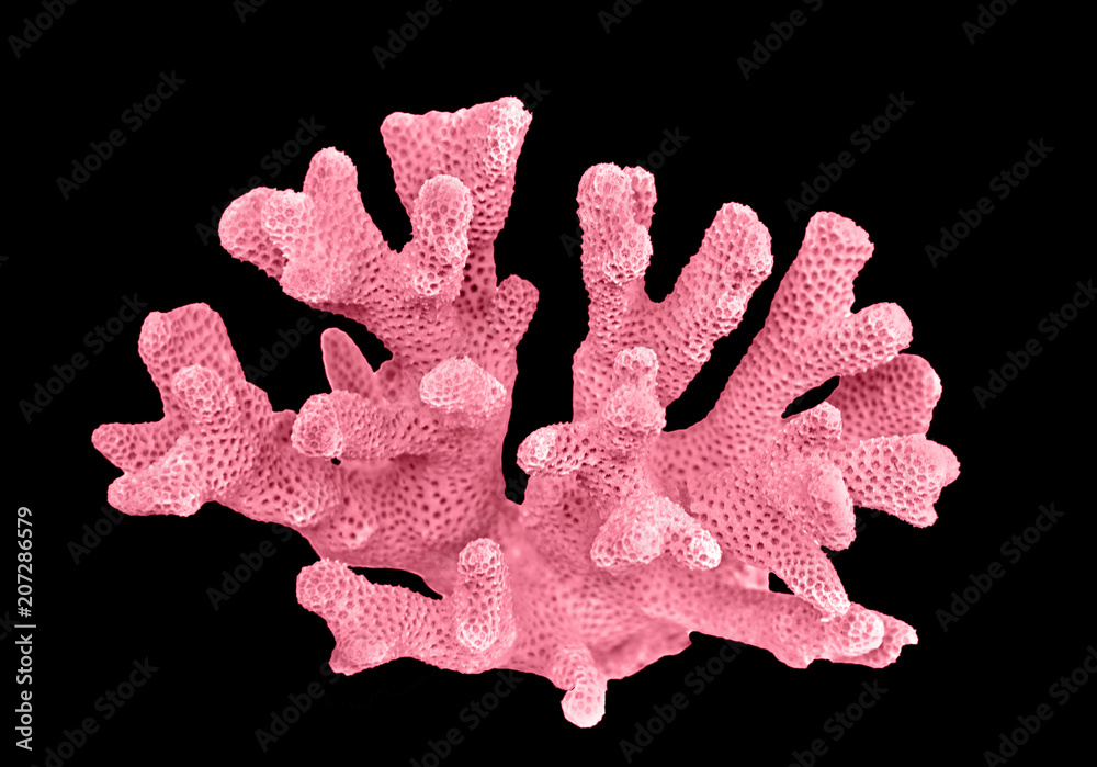 Naklejka premium coral isolated on black background