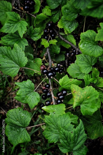 Black currant branch with berries and leaves