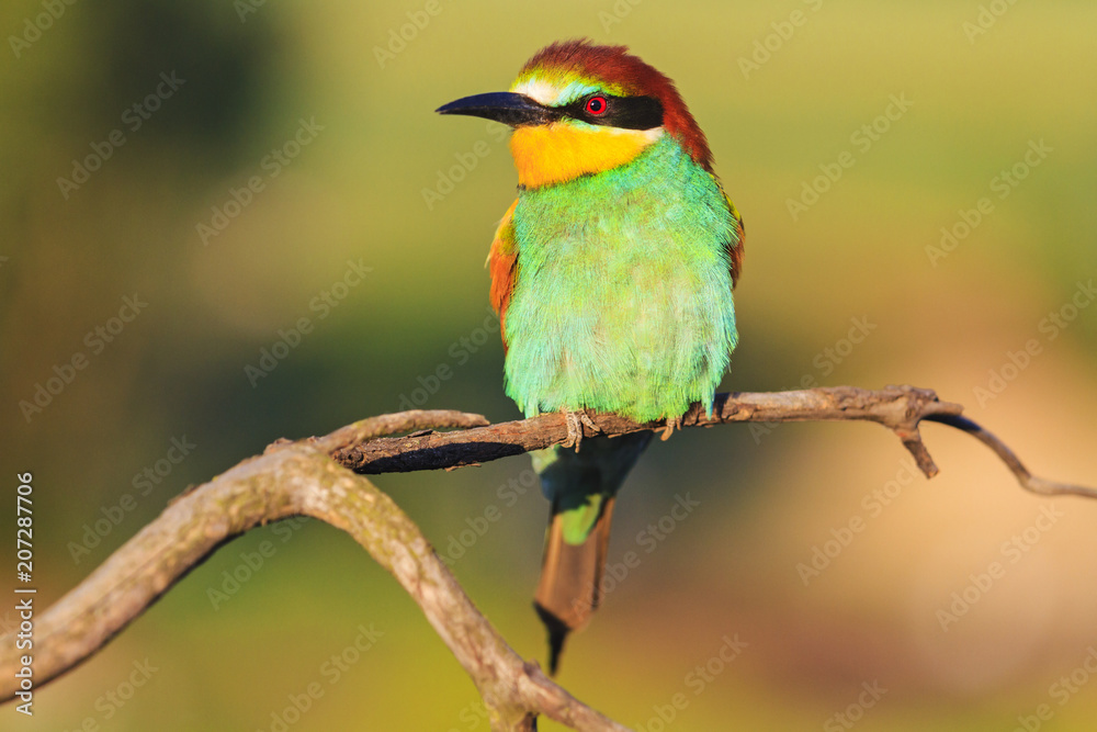 bee-eater on a dry branch in the spring morning