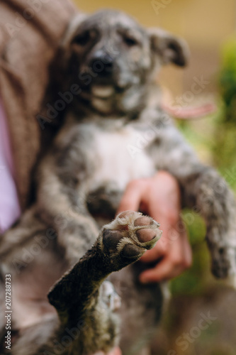 people holding sad cute little grey puppy with collar in hands. doggy playing outdoors. scared homeless dog looking for home. adoption concept. focus on paw