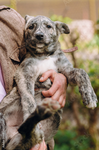 people holding sad cute little grey puppy with collar in hands. doggy playing outdoors. scared homeless dog looking for home. adoption concept