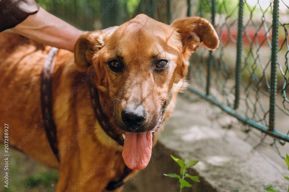 cute brown old dog standing in city street. scared sweet doggy with sad eyes, waiting outdoors. homeless dog looking for home. adoption concept. cute brown old dog standing in city street. scared sweet doggy with sad eyes, waiting outdoors. homeless dog looking for home. adoption concept.
