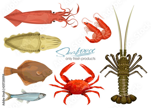 Seafood in cartoon style. Icons. Vector illustrations. Set squid, cuttlefish, crab, shrimp, spiny lobster, flounder fish, sprat isolated on white background. Inhabitant wildlife of underwater world.