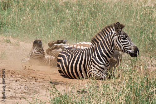 Zebras rolling in the sand