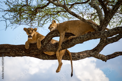 Sleeping and relaxing lions in a tree
