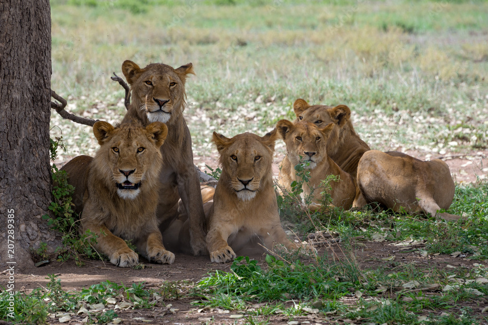 group of lions resting in the shade group of lions resting in the shade