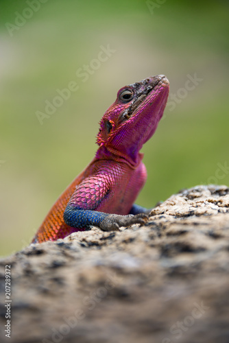 A colorful lizard