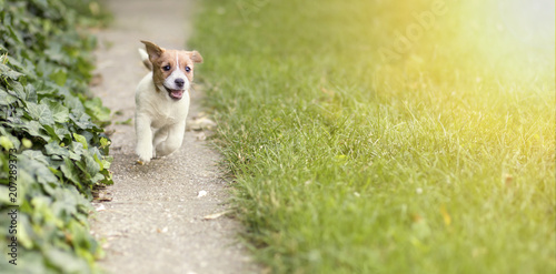 Happy Jack Russell Terrier puppy dog running to the camera