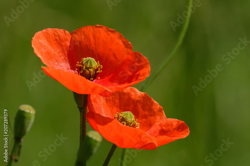 Klatschmohn