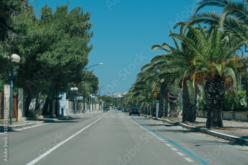 Vieste apulia city streets Palms in Italy © Vivid Cafe