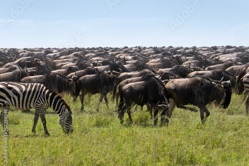 Fototapeta Naklejka Na Ścianę i Meble -  Great migration in the Serengeti