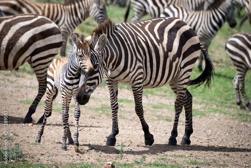zebra with young zebra  standing together