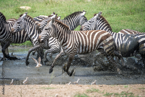 Zebras running in the water